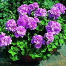 10 Pcs Geranium Fully Purple Double Petals Ball Typed Flowers