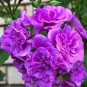 10 Pcs Geranium Fully Purple Double Petals Ball Typed Flowers