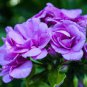 10 Pcs Geranium Fully Purple Double Petals Ball Typed Flowers