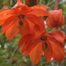 15 Pcs Passiflora Parritae Huge Tubular Blooming Orange Red Flowers Seeds