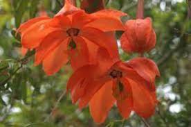15 Pcs Passiflora Parritae Huge Tubular Blooming Orange Red Flowers Seeds