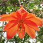 15 Pcs Passiflora Parritae Huge Tubular Blooming Orange Red Flowers Seeds