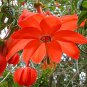 15 Pcs Passiflora Parritae Huge Tubular Blooming Orange Red Flowers Seeds
