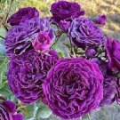 50 Pcs New Dark Purple Climbing Rose Perennial Flower Organic Seeds