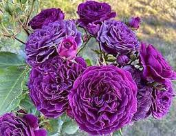 50 Pcs New Dark Purple Climbing Rose Perennial Flower Organic Seeds