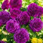 50 Pcs New Dark Purple Climbing Rose Perennial Flower Organic Seeds