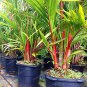 10 Pcs Lipstick Palm Cyrtostachys Renda Tree
