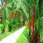 10 Pcs Lipstick Palm Cyrtostachys Renda Tree