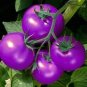 100 Pcs Tomato Giant Purple Fruit Seeds