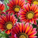 30 Pcs Gazania Fire Red Petals Black Stripe Color Centre Perennial Flower Seeds