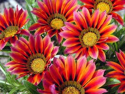 30 Pcs Gazania Fire Red Petals Black Stripe Color Centre Perennial Flower Seeds