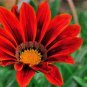 30 Pcs Gazania Fire Red Petals Black Stripe Color Centre Perennial Flower Seeds