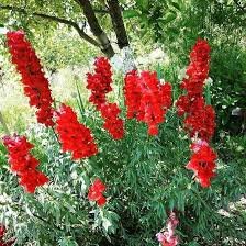 100 Pcs Delphinium Ajacis Red Perennial Flower Seeds