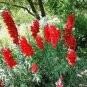 100 Pcs Delphinium Ajacis Red Perennial Flower Seeds