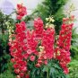 100 Pcs Delphinium Ajacis Red Perennial Flower Seeds