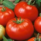 300 Pcs Tomato Red 'flat peach' Fruit Vegetable Seeds