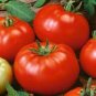 300 Pcs Tomato Red 'flat peach' Fruit Vegetable Seeds