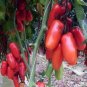 300 Pcs Tomato American Imported Long Pink Fruit Vegetable Seeds