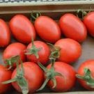 300 Pcs Tomato Bright Red Middle F1 Hybrid Seeds