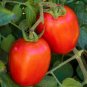 300 Pcs Tomato Bright Red Middle F1 Hybrid Seeds