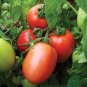 300 Pcs Tomato Bright Red Middle F1 Hybrid Seeds