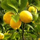 20 Pcs Giant Lemon Yellow Fruit Tree Seeds 20 Pcs Giant Lemon Yellow Fruit Tree Seeds