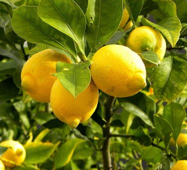 20 Pcs Giant Lemon Yellow Fruit Tree Seeds