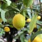 20 Pcs Giant Lemon Yellow Fruit Tree Seeds