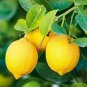 20 Pcs Giant Lemon Yellow Fruit Tree Seeds