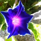 20 Pcs Blue Picotee Morning Glory Seeds