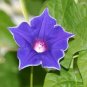 20 Pcs Blue Picotee Morning Glory Seeds