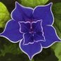 20 Pcs Blue Picotee Morning Glory Seeds