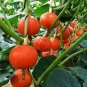 10 Pcs Scarlet Gem Chestnut Squash Seeds