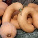 20 Pcs Golden Hook Pumpkin Seeds