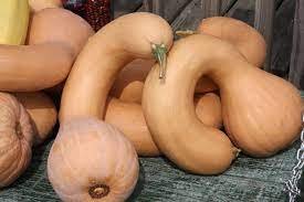 20 Pcs Golden Hook Pumpkin Seeds