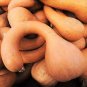 20 Pcs Golden Hook Pumpkin Seeds