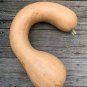 20 Pcs Golden Hook Pumpkin Seeds