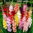 50 Pcs Heirloom New Gladiolus Perennial Flower Seeds