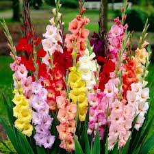 50 Pcs Heirloom New Gladiolus Perennial Flower Seeds