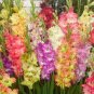 50 Pcs Heirloom New Gladiolus Perennial Flower Seeds