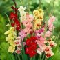 50 Pcs Heirloom New Gladiolus Perennial Flower Seeds