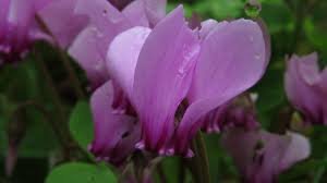 5 Pcs 'Houniao' Purple Cyclamen Seeds