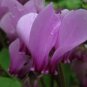 5 Pcs 'Houniao' Purple Cyclamen Seeds