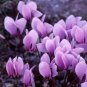 5 Pcs 'Houniao' Purple Cyclamen Seeds