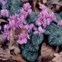 5 Pcs 'Houniao' Purple Cyclamen Seeds