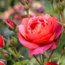 50 Pcs Rose Red Yellow Rose Plant Seed, Strong Fragrant Flowers 50 Pcs Rose Red Yellow Rose Plant Seed, Strong Fragrant Flowers