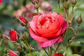 50 Pcs Rose Red Yellow Rose Plant Seed, Strong Fragrant Flowers