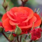 50 Pcs Rose Red Yellow Rose Plant Seed, Strong Fragrant Flowers