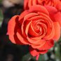 50 Pcs Rose Red Yellow Rose Plant Seed, Strong Fragrant Flowers