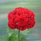 10 Pcs Geranium Dark Red Dense Flowers Bonsai Seeds 10 Pcs Geranium Dark Red Dense Flowers Bonsai Seeds